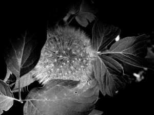 black and white hidden dandelion seeds 2