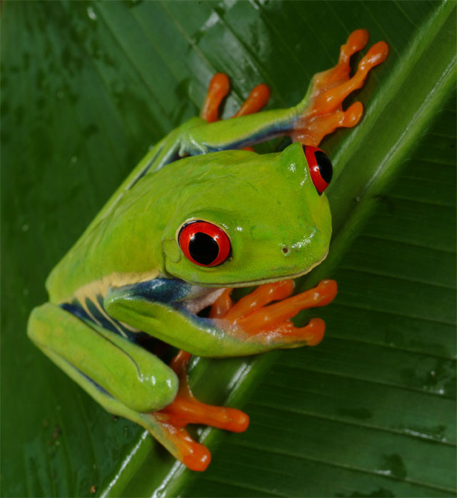 3.9 tree frog